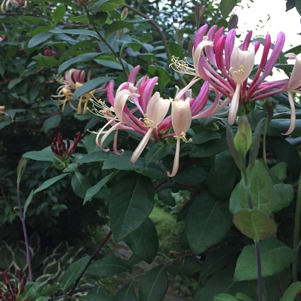 Gardening What-is-Purple-Honeysuckle-1024x1024 Purple Honeysuckle : A Beautiful and Fragrant Addition to Your Garden