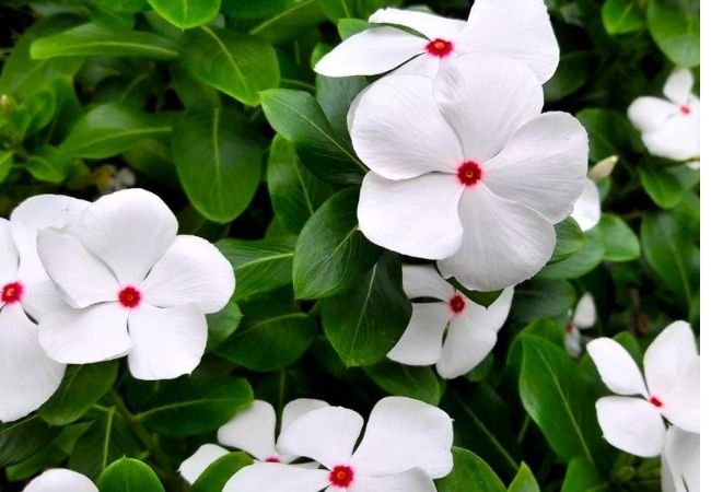 White Blossom Plants : A Guide to Elegant Garden Beauties (2024)