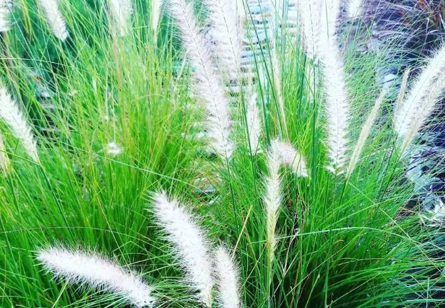 White Fountain Grass: A Graceful Addition to Your Garden