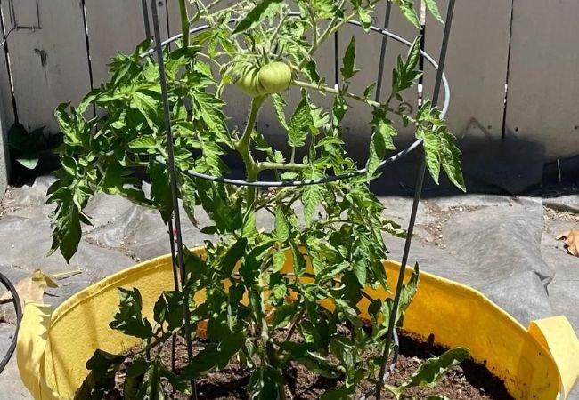 Beefmaster Tomatoes: The Ultimate Guide to Growing These Juicy Giants (2024)