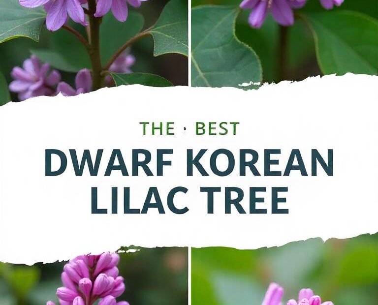 Dwarf Korean Lilac Tree The Perfect Choice for Compact Gardens (2024)