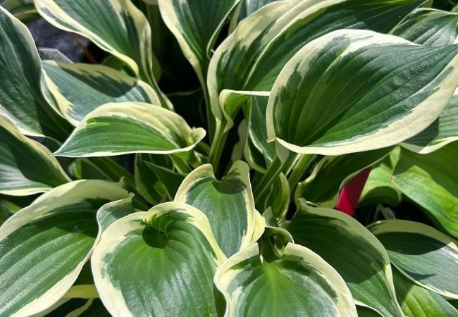 Francee Hosta: Your Complete Guide to Growing This Stunning Shade Plant (2024)