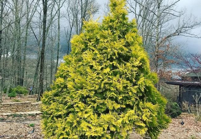 Holmstrup Arborvitae : The Ultimate Guide to Growing and Caring for This Elegant Evergreen (2024)