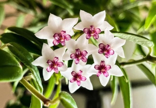 Hoya Blooms : The Complete Guide to Growing and Caring for These Stunning Flowers (2024)