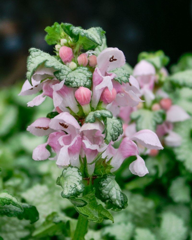 Gardening Lamium-maculatum Lamium Maculatum : Your Complete Guide to Growing and Caring for This Stunning Ground Cover (2024)
