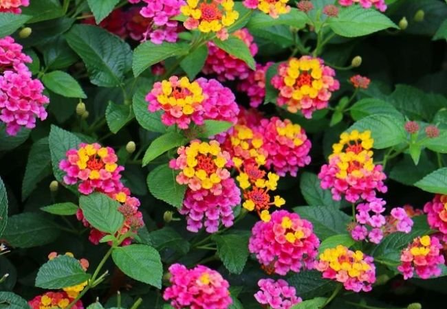 Lantana Confetti : Your Complete Guide to Growing and Caring for This Colorful Plant (2024)