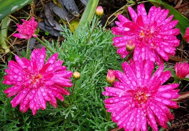 Pink Gerbera Daisy : Your Complete Guide to Growing and Caring for These Vibrant Blooms (2024)