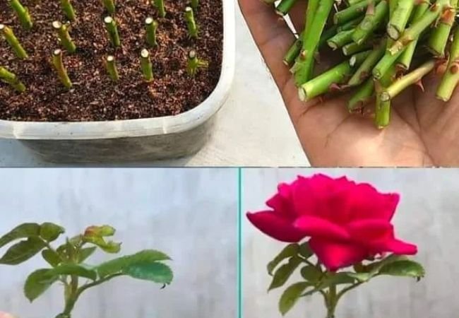 Propagating Roses : A Comprehensive Guide to Growing New Rose Plants