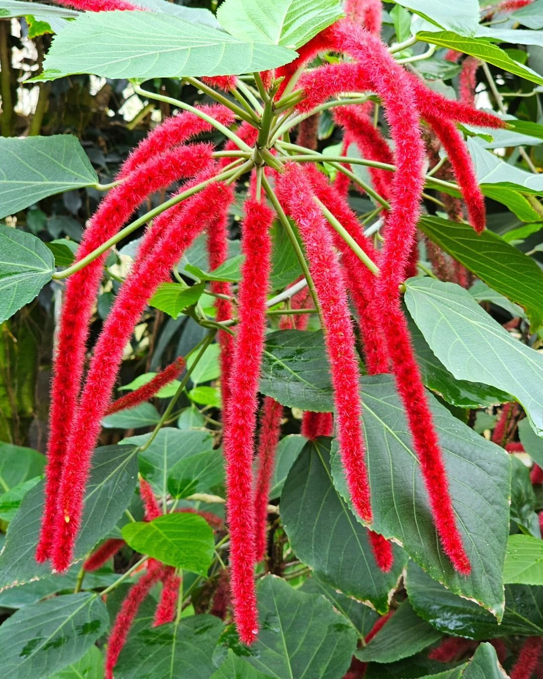 Gardening Radiant Plant : Your Complete Guide to Growing and Caring for This Vibrant Beauty (2024)
