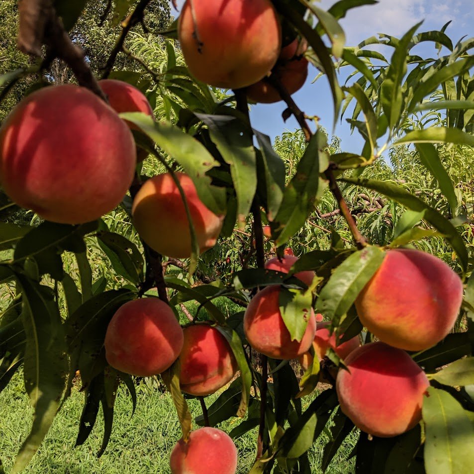 Gardening Red-Haven-Peach Red Haven Peach : The Ultimate Guide to Growing This Delicious Fruit (2024)