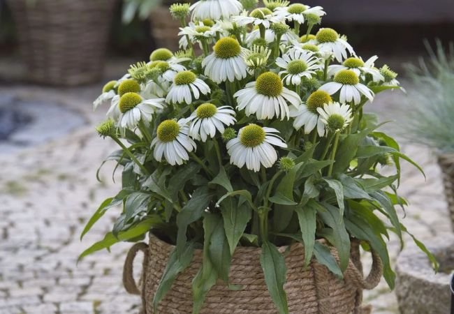 White Coneflower : A Complete Guide to Growing and Caring for This Stunning Perennial (2024)